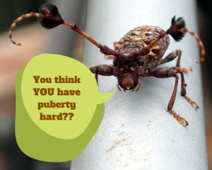 You think YOU have puberty hard--
