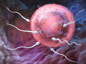 Sperm and Ovum